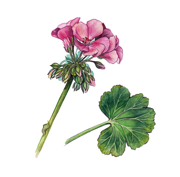 Fleur de géranium avec illustration aquarelle de feuilles