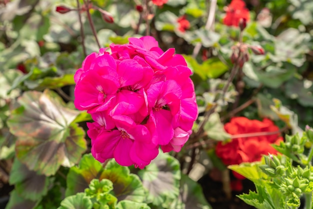 Fleur de géranium rouge sur fond de feuilles vertes