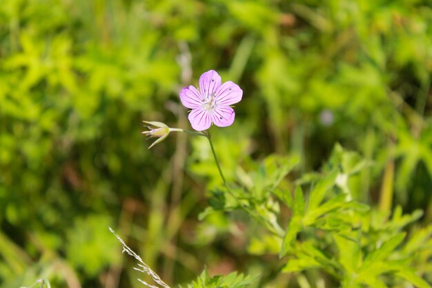 Fleur de géranium sanguin violet Geranium sanguineum