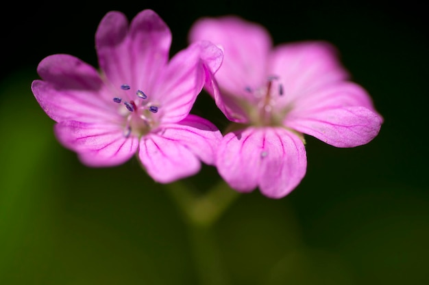 Fleur de géranium violet