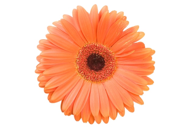 Fleur de gerbera sur blanc