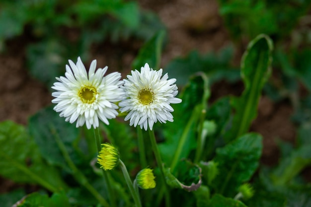 Fleur de gerbera de couleur blanc jaune sur fond de nature verdoyante
