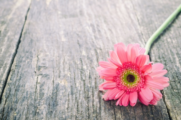 Fleur de Gerbera daisy rose sur une table en bois