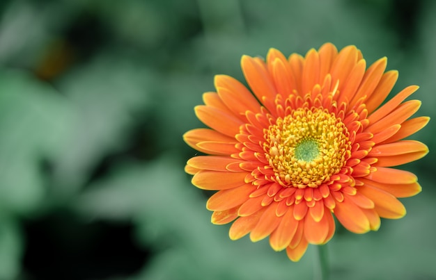 Fleur de gerbera fraîche le matin