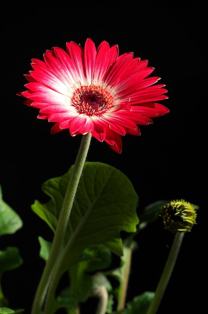 Fleur de Gerbera gros plan sur fond noir