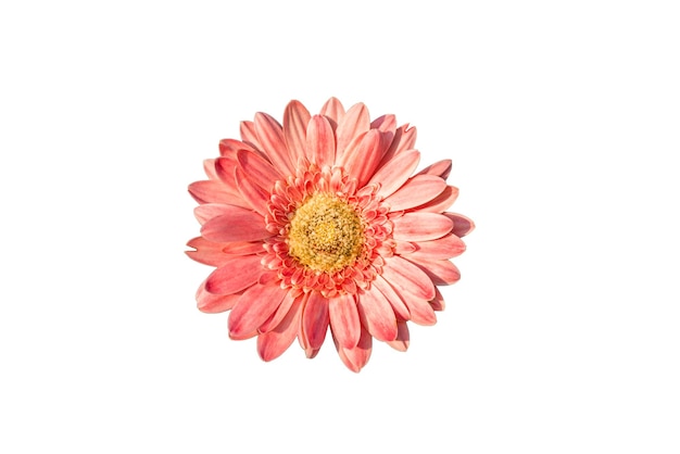 Fleur de gerbera isolée sur un fond blanc