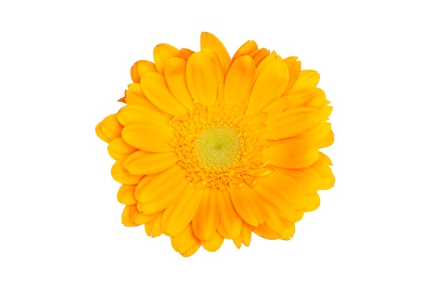 Fleur de gerbera jaune isolé sur fond blanc