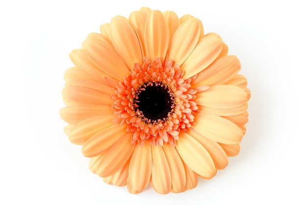 Fleur de gerbera orange sur fond blanc Vue de dessus à plat