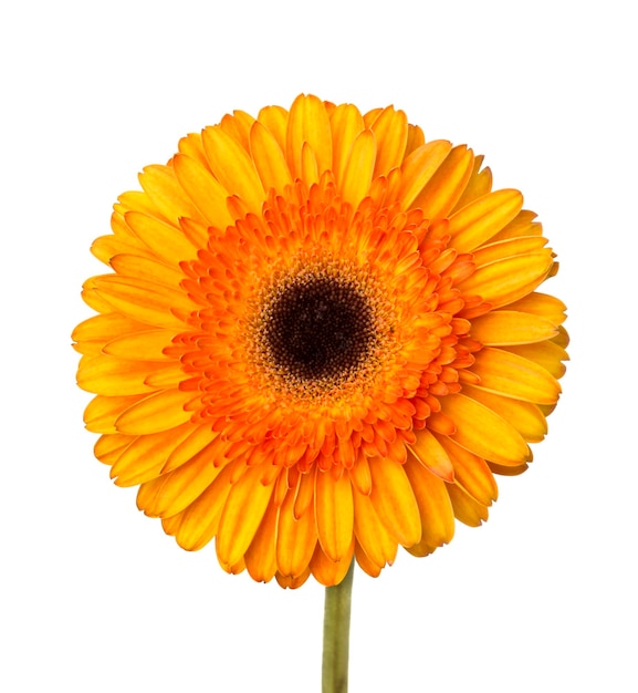 Fleur de Gerbera orange et jaune isolé sur fond blanc