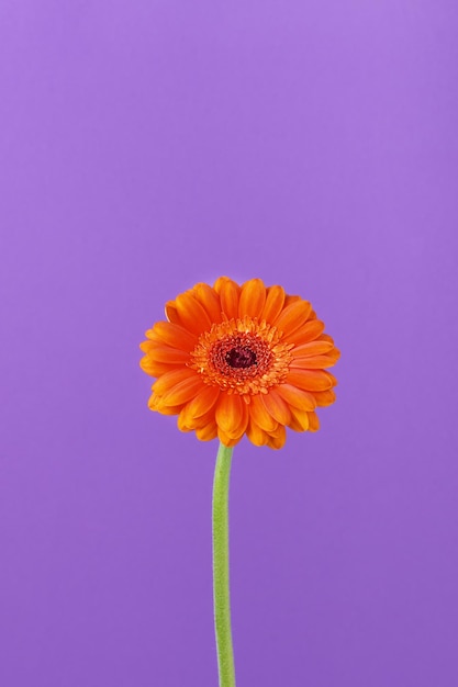 Fleur de gerbera orange unique sur fond violet Carte de voeux minimaliste avec fleur de gerbera