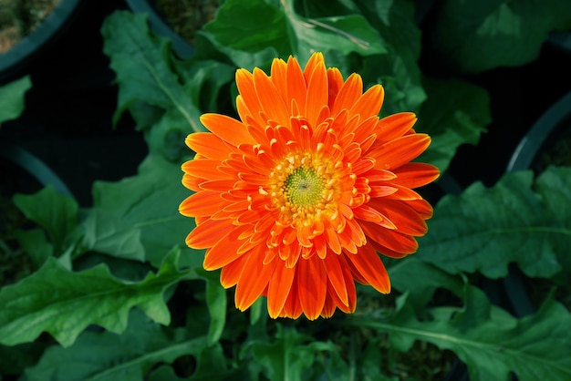 Fleur de Gerbera orange