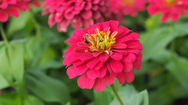 Fleur de Gerbera rose dans le jardin