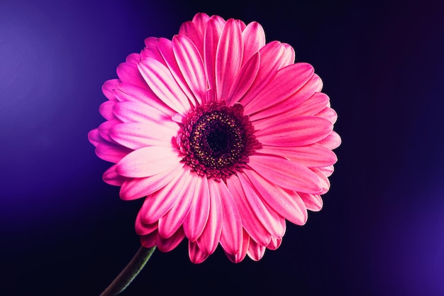 Fleur de gerbera rose sur fond noir avec des reflets de couleur