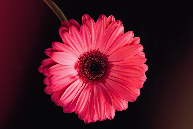 Fleur de gerbera rose sur fond noir avec des reflets de couleur