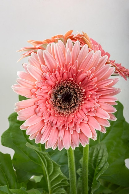 Fleur de gerbera rose en gros plan