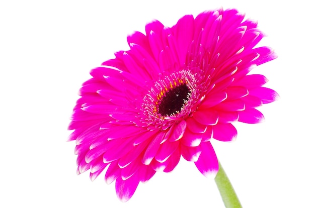 Fleur de gerbera rose isolé sur blanc