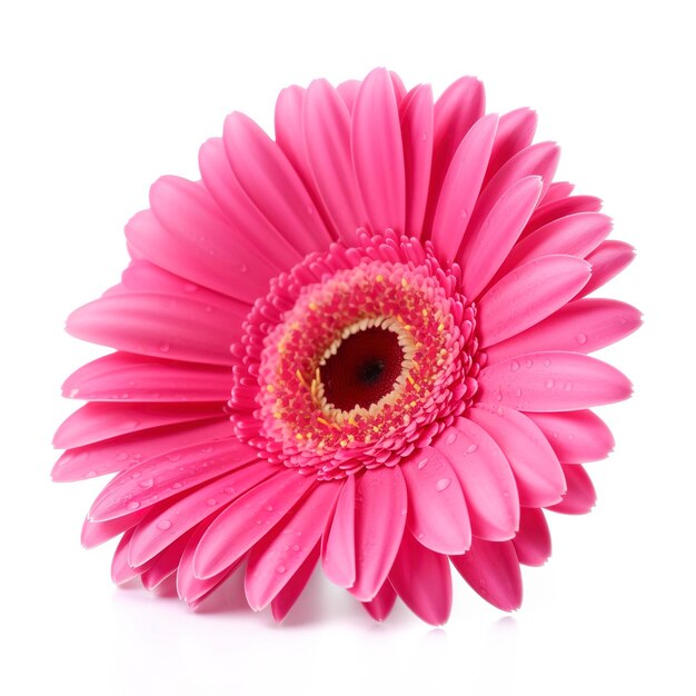 Fleur de gerbera rose isolé sur fond blanc générer ai