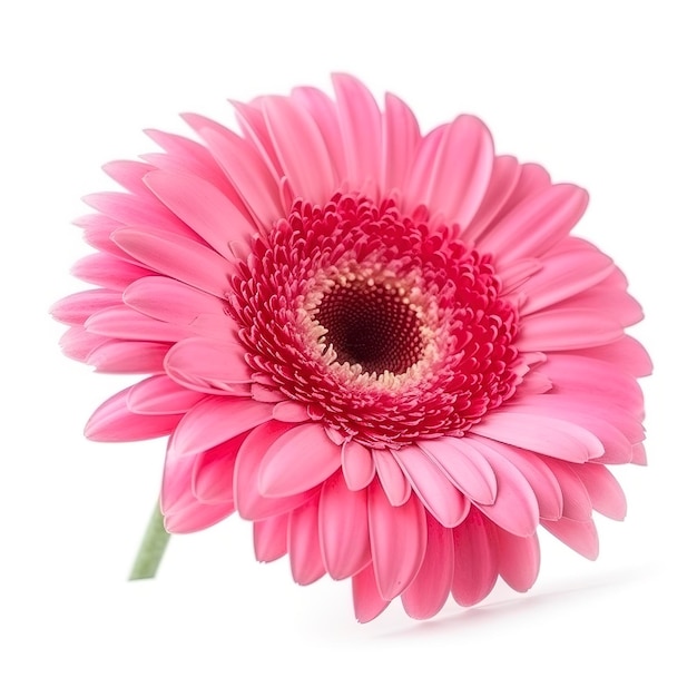 Fleur de gerbera rose isolé sur fond blanc générer ai