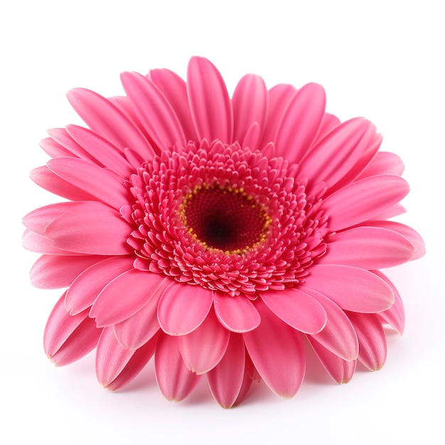 Fleur de gerbera rose isolé sur fond blanc générer ai