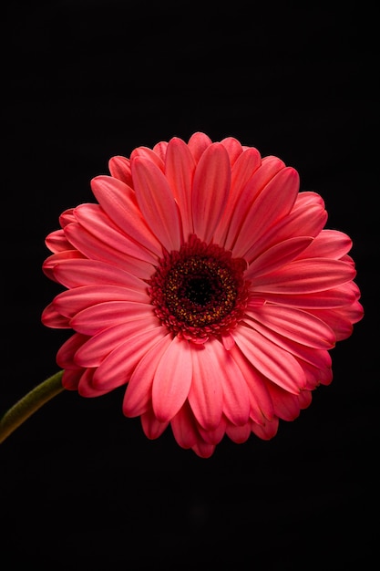 Fleur de gerbera rose isolé sur fond noir