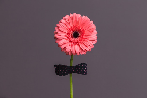 Fleur de gerbera rose avec un nœud papillon sur la tige