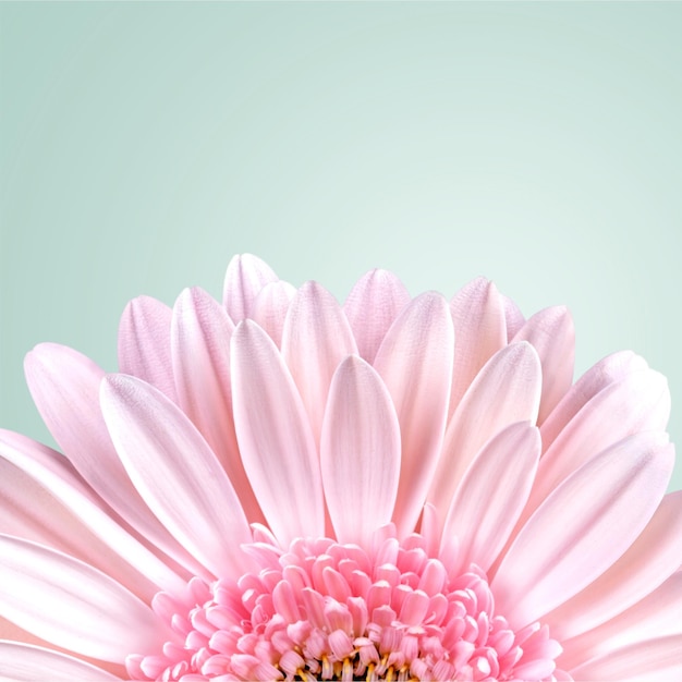 Fleur de gerbera rose, vue rapprochée