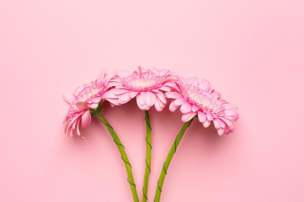 Fleur de gerbera rose