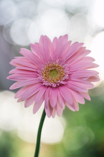 Fleur de gerbera rose