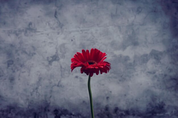 fleur de gerbera rouge / belle fleur d'été rouge, concept d'odeur aromatique