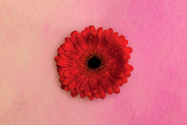 Une fleur de gerbera rouge sur fond rose