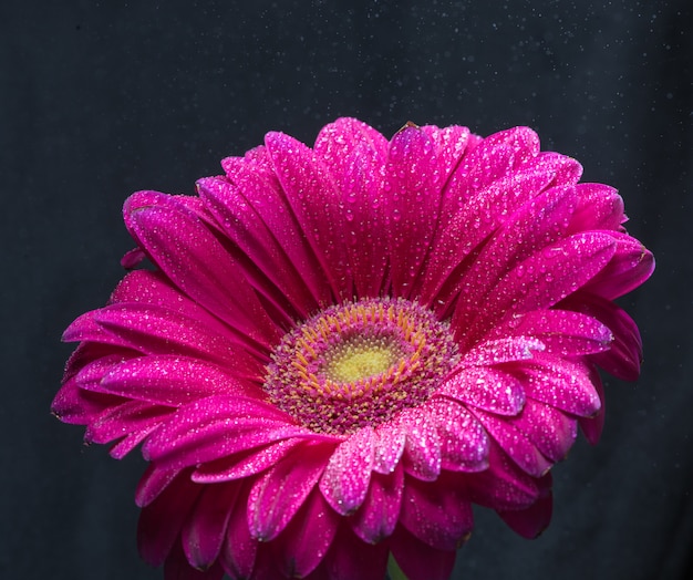 Fleur de gerbera rouge avec des gouttes d&#39;eau se bouchent sur fond noir