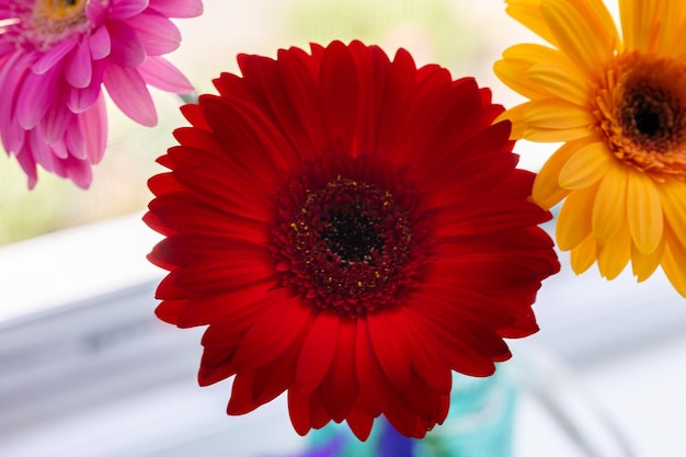 Fleur de gerbera rouge gros plan