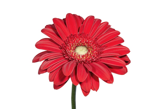 Fleur de gerbera rouge isolé sur fond blanc Fleurs et plantes