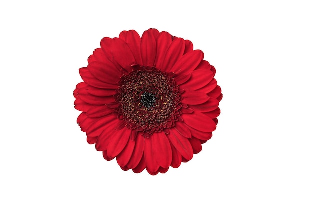 Fleur de gerbera rouge isolé sur fond blanc Tête de fleur de gerbera pour votre conception