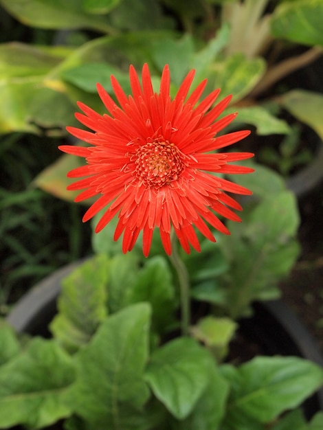 Fleur de gerbera rouge