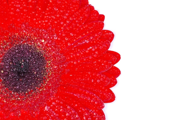 Photo fleur de gerbera rouge