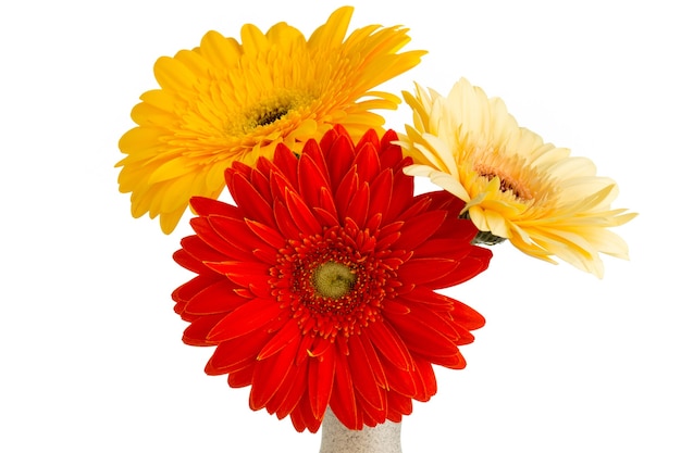 Fleur de Gerbera sur un vase blanc