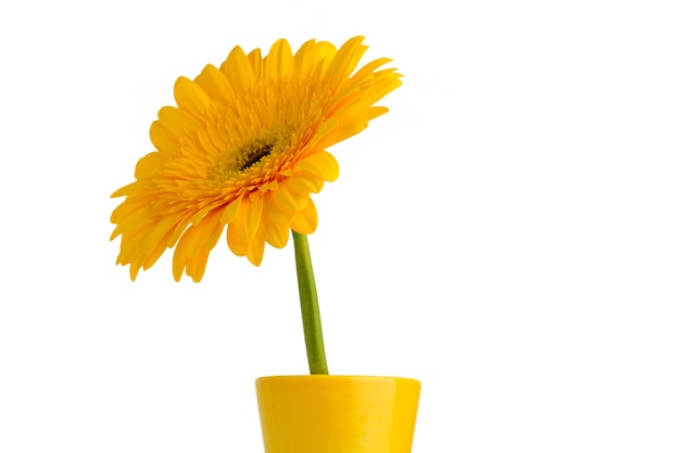 Fleur de Gerbera sur le vase, fond blanc isolé.