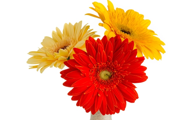 Fleur de Gerbera sur le vase, fond blanc isolé.