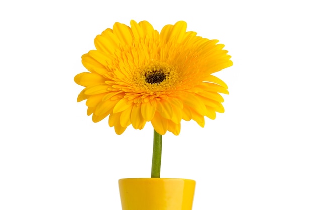 Fleur de Gerbera sur le vase, isolé