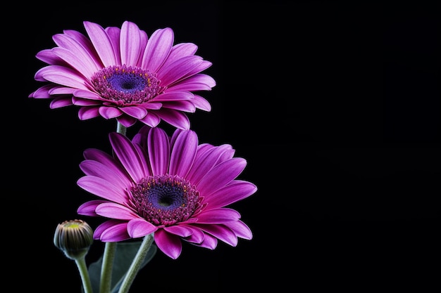 Fleur de gerberas violette sur fond noir avec de l'espace pour le texte génératif ai