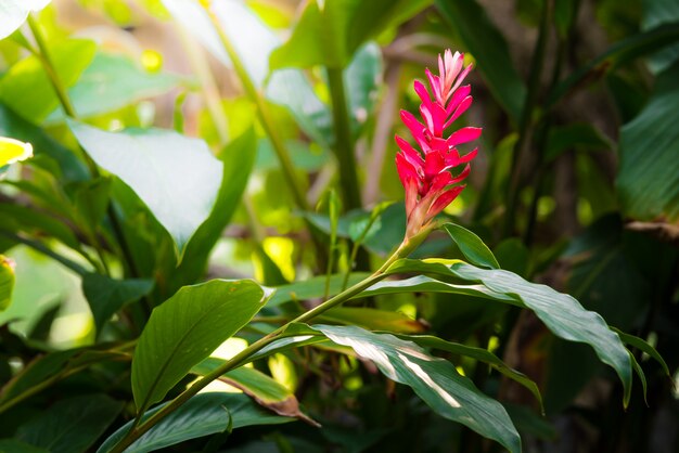 Fleur de gingembre rouge tropical