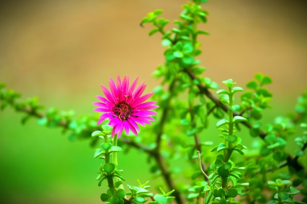 Fleur de glace en fleurs