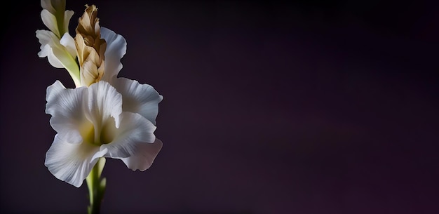 fleur de glaïeul blanc foncé fond noir