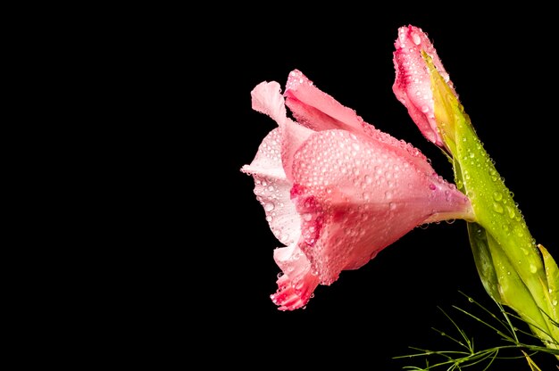 fleur de glaïeul rose en gouttes d'eau gros plan sur fond noir