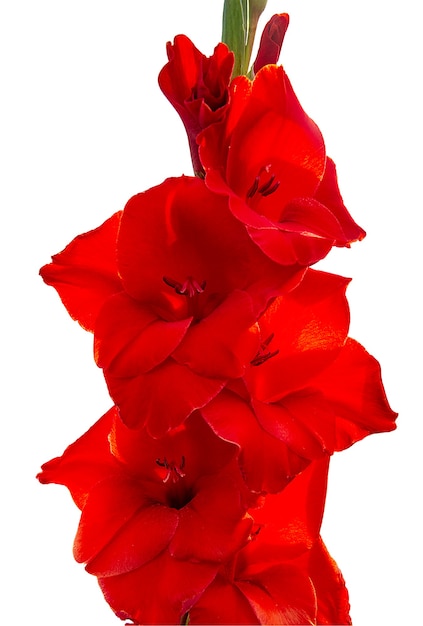 Fleur de glaïeul rouge décoratif