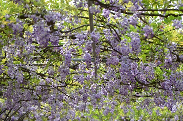 Fleur de glycine dans le parc