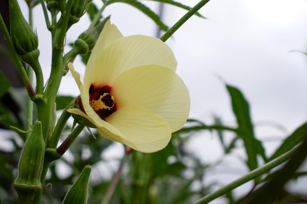 Fleur de gombo Abelmoschus esculentus L Moench