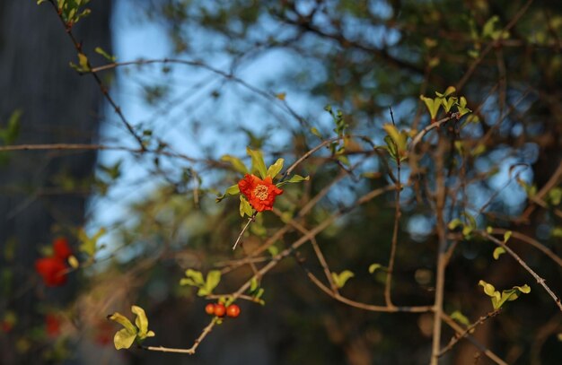 fleur de grenade sur l'arbre