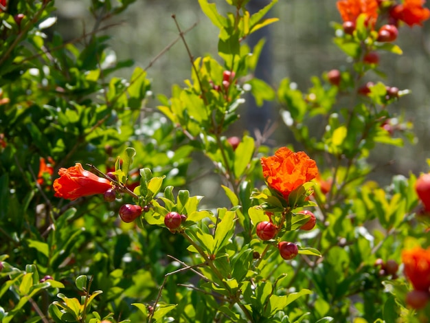 Fleur de grenade Punica granatum sur un gros plan d'arbre en Grèce